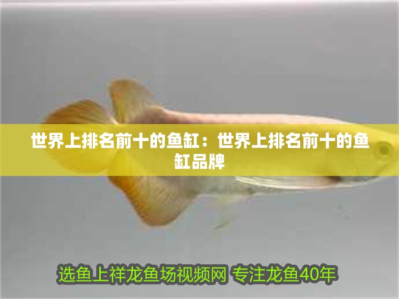世界上排名前十的魚缸：世界上排名前十的魚缸品牌