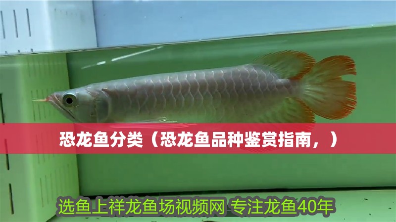 恐龍魚分類（恐龍魚品種鑒賞指南，）