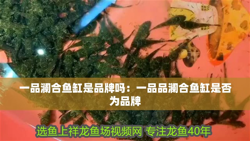 一品瀾合魚缸是品牌嗎：一品品瀾合魚缸是否為品牌
