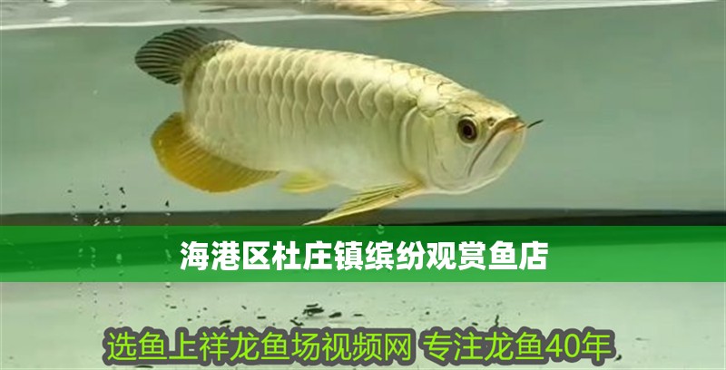 海港區(qū)杜莊鎮(zhèn)繽紛觀賞魚店