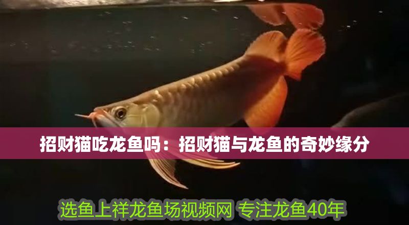 招財貓吃龍魚嗎：招財貓與龍魚的奇妙緣分