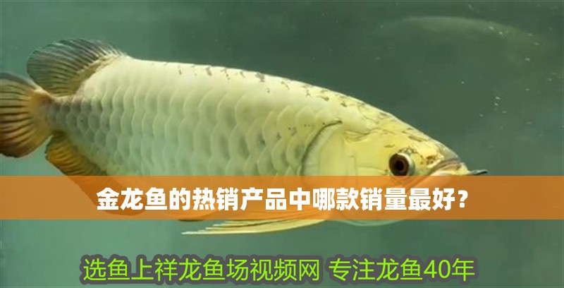 金龍魚的熱銷產品中哪款銷量最好？
