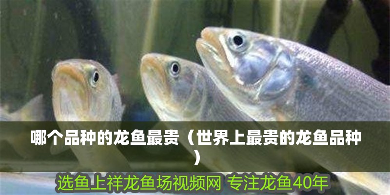 哪個(gè)品種的龍魚最貴（世界上最貴的龍魚品種）