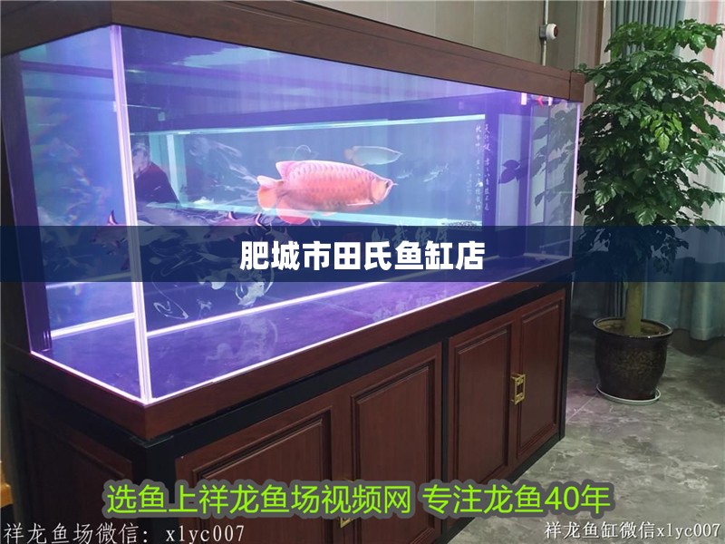 肥城市田氏魚缸店