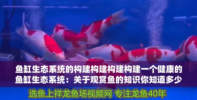 魚缸生態系統的構建構建構建構建一個健康的魚缸生態系統：關于觀賞魚的知識你知道多少？