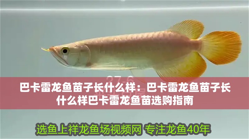 巴卡雷龍魚苗子長什么樣：巴卡雷龍魚苗子長什么樣巴卡雷龍魚苗選購指南