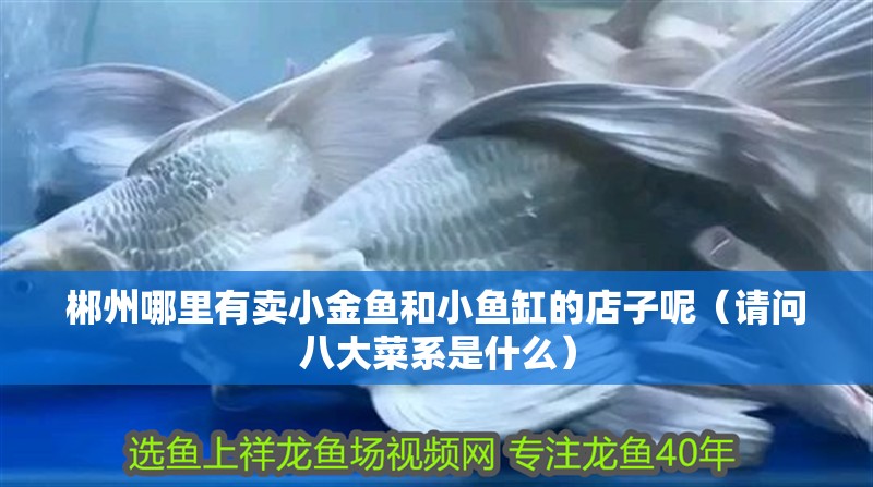 郴州哪里有賣小金魚和小魚缸的店子呢（請問八大菜系是什么）