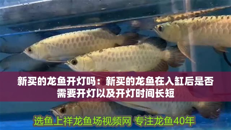 新買的龍魚開燈嗎：新買的龍魚在入缸后是否需要開燈以及開燈時間長短