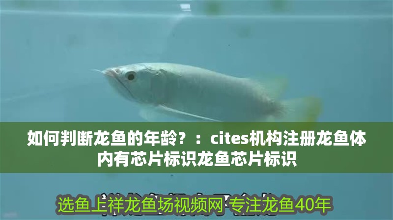 如何判斷龍魚的年齡？：cites機構注冊龍魚體內有芯片標識龍魚芯片標識