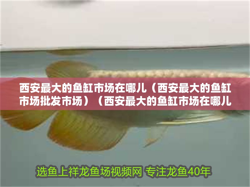 西安最大的魚缸市場在哪兒（西安最大的魚缸市場批發市場）（西安最大的魚缸市場在哪兒）