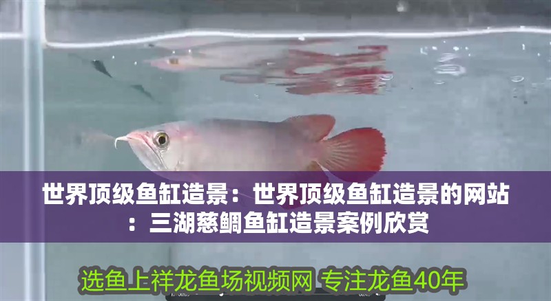 世界頂級(jí)魚缸造景：世界頂級(jí)魚缸造景的網(wǎng)站：三湖慈鯛魚缸造景案例欣賞