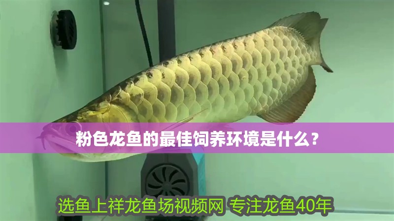 粉色龍魚的最佳飼養環境是什么？