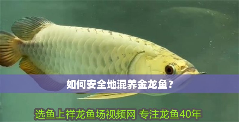 如何安全地混養金龍魚？