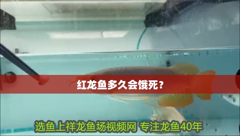 紅龍魚多久會餓死？