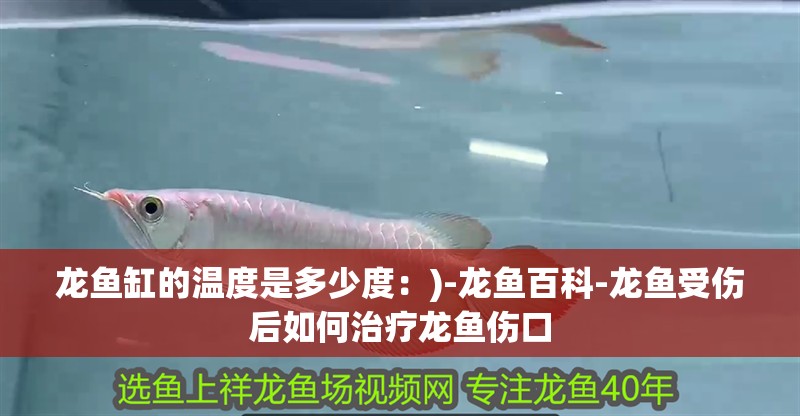 龍魚缸的溫度是多少度：)-龍魚百科-龍魚受傷后如何治療龍魚傷口
