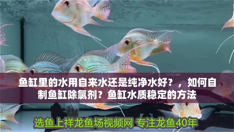 魚缸里的水用自來水還是純凈水好？，如何自制魚缸除氯劑？魚缸水質(zhì)穩(wěn)定的方法