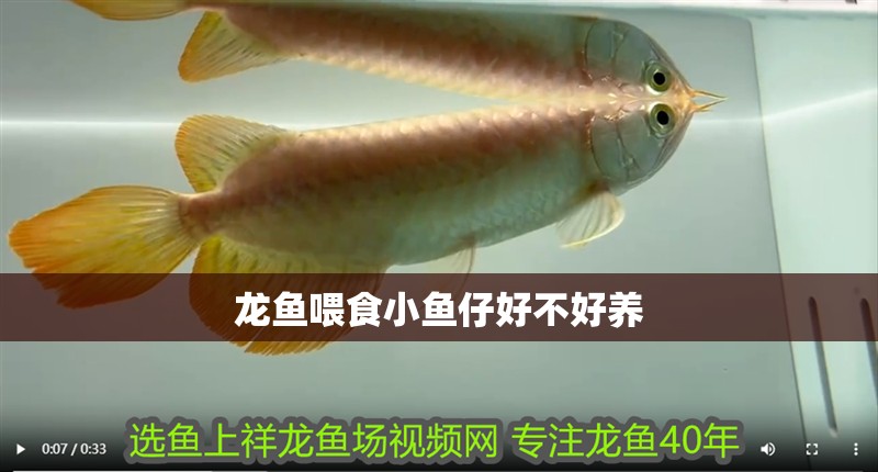龍魚干蝦有營養(yǎng)嗎 龍魚喂食小魚仔好不好養(yǎng) 龍魚百科 龍魚喂食小魚仔好不好養(yǎng) 龍魚喂食小魚仔好不好養(yǎng) 龍魚百科
