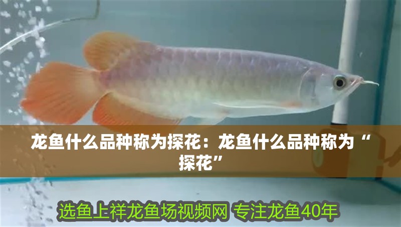 龍魚什么品種稱為探花：龍魚什么品種稱為“探花”