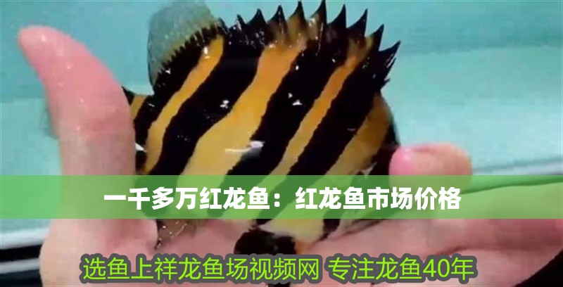 一千多萬紅龍魚：紅龍魚市場價(jià)格