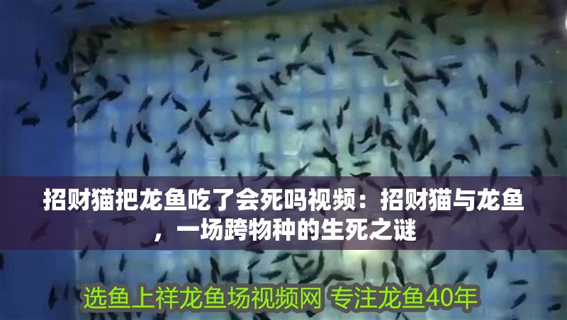 招財貓把龍魚吃了會死嗎視頻：招財貓與龍魚，一場跨物種的生死之謎