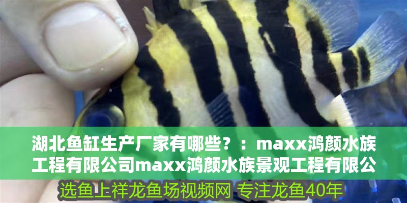 湖北魚缸生產廠家有哪些？：maxx鴻顏水族工程有限公司maxx鴻顏水族景觀工程有限公司