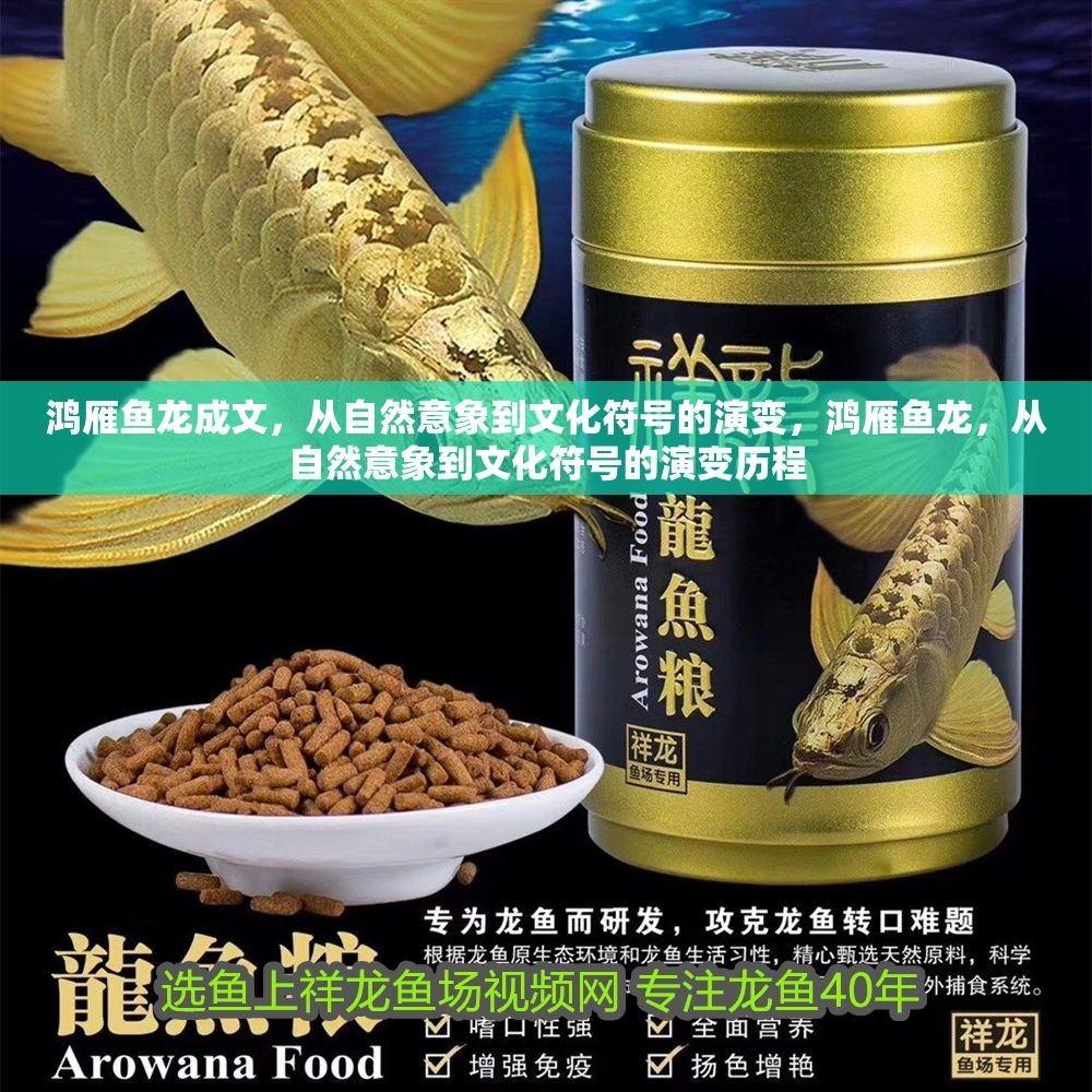 鴻雁魚龍成文，從自然意象到文化符號的演變，鴻雁魚龍，從自然意象到文化符號的演變歷程 鴻雁魚龍成文，從自然意象到文化符號的演變，鴻雁魚龍，從自然意象到文化符號的演變歷程 龍魚百科 第1張
