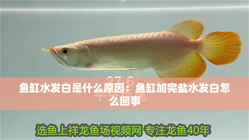 魚(yú)缸水發(fā)白是什么原因：魚(yú)缸加完鹽水發(fā)白怎么回事
