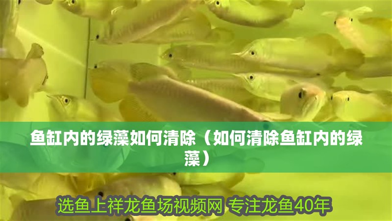 魚缸內的綠藻如何清除（如何清除魚缸內的綠藻）