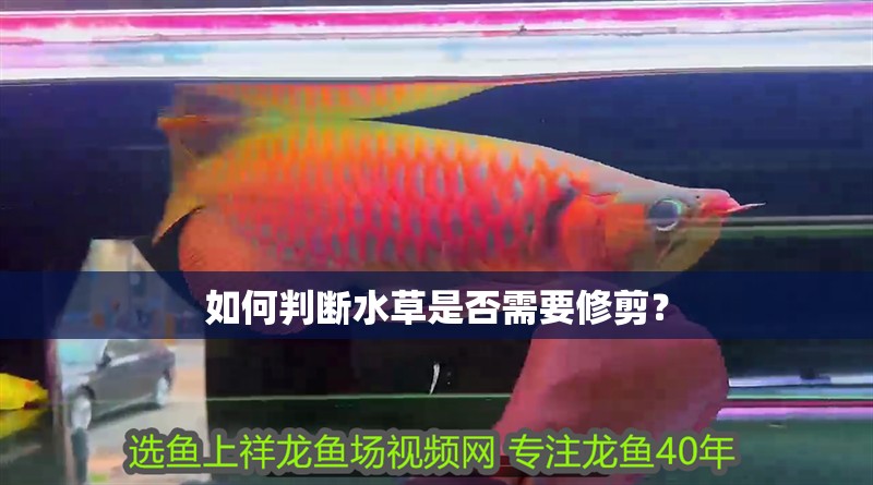 如何判斷水草是否需要修剪？
