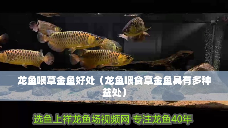 龍魚喂草金魚好處（龍魚喂食草金魚具有多種益處）