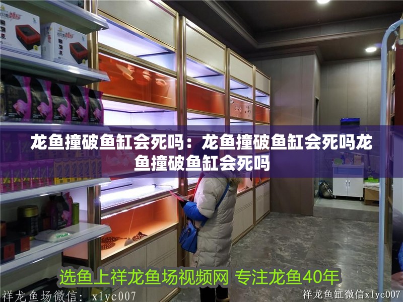 龍魚(yú)撞破魚(yú)缸會(huì)死嗎：龍魚(yú)撞破魚(yú)缸會(huì)死嗎龍魚(yú)撞破魚(yú)缸會(huì)死嗎