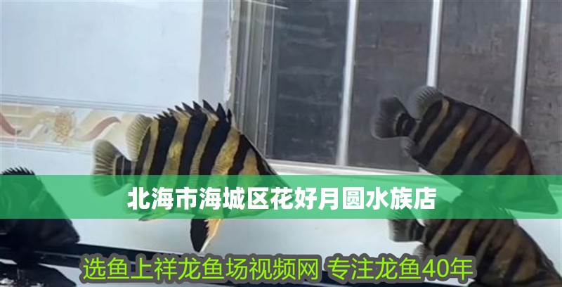 北海市海城區(qū)花好月圓水族店