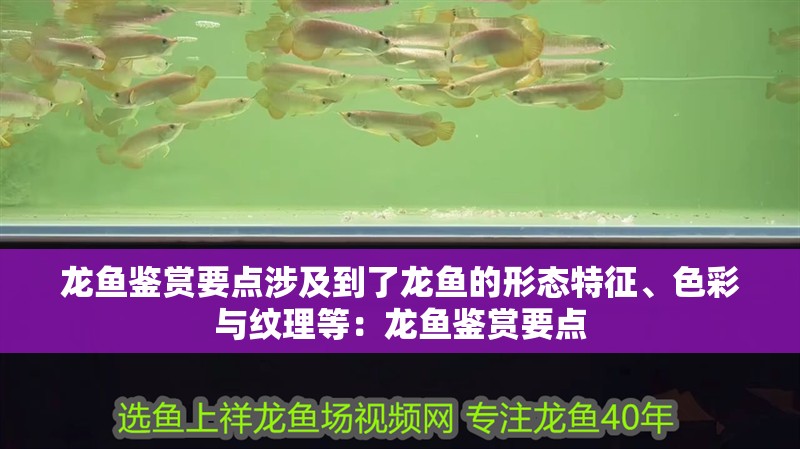 龍魚鑒賞要點涉及到了龍魚的形態(tài)特征、色彩與紋理等：龍魚鑒賞要點