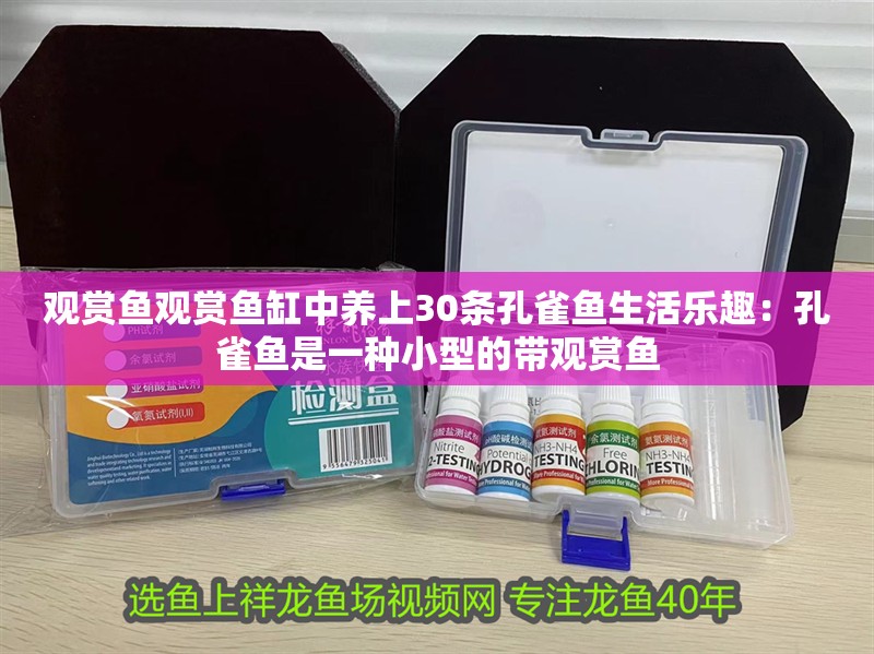 觀賞魚觀賞魚缸中養上30條孔雀魚生活樂趣：孔雀魚是一種小型的帶觀賞魚