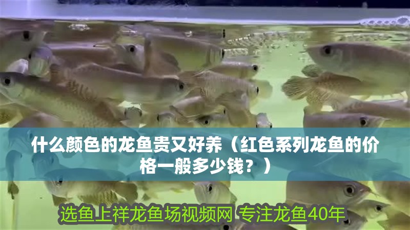 什么顏色的龍魚貴又好養(yǎng)（紅色系列龍魚的價格一般多少錢？）