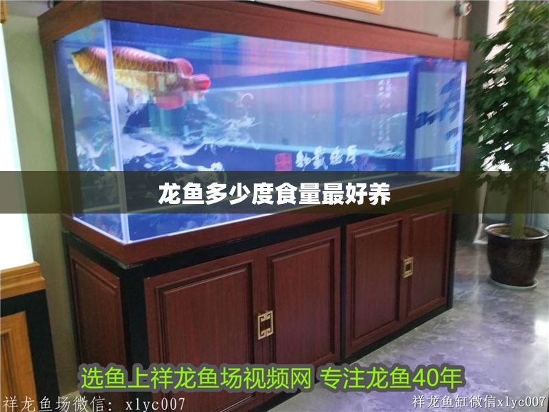 龍魚多少度食量最好養(yǎng)