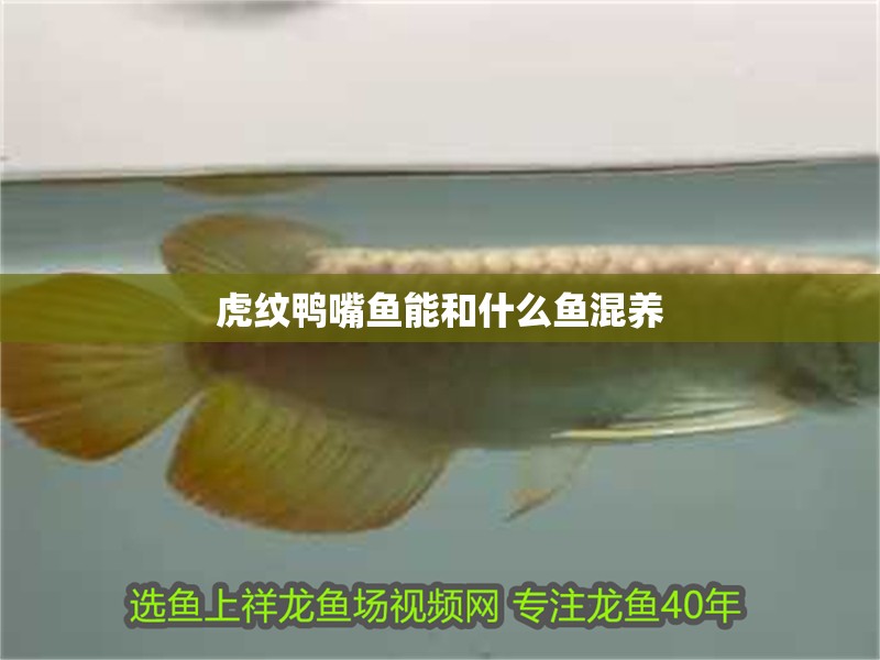 虎紋鴨嘴魚能和什么魚混養