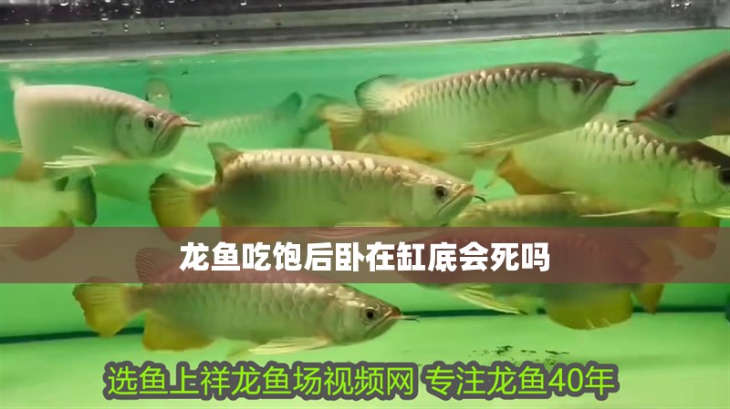 龍魚(yú)吃飽后臥在缸底會(huì)死嗎