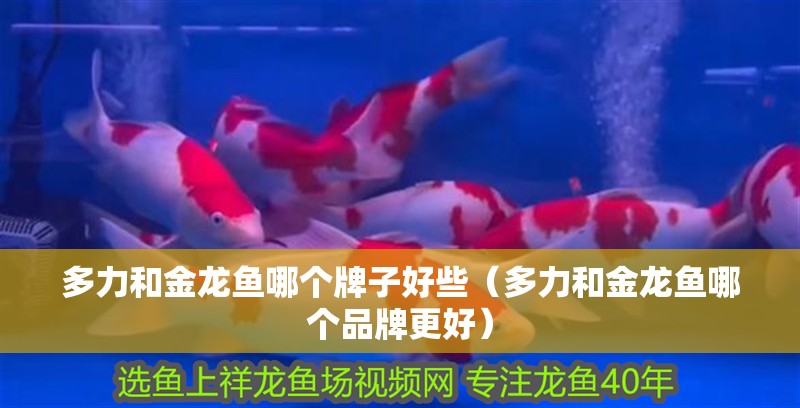 多力和金龍魚哪個牌子好些（多力和金龍魚哪個品牌更好）
