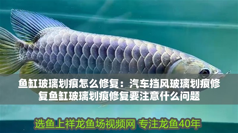 魚缸玻璃劃痕怎么修復：汽車擋風玻璃劃痕修復魚缸玻璃劃痕修復要注意什么問題