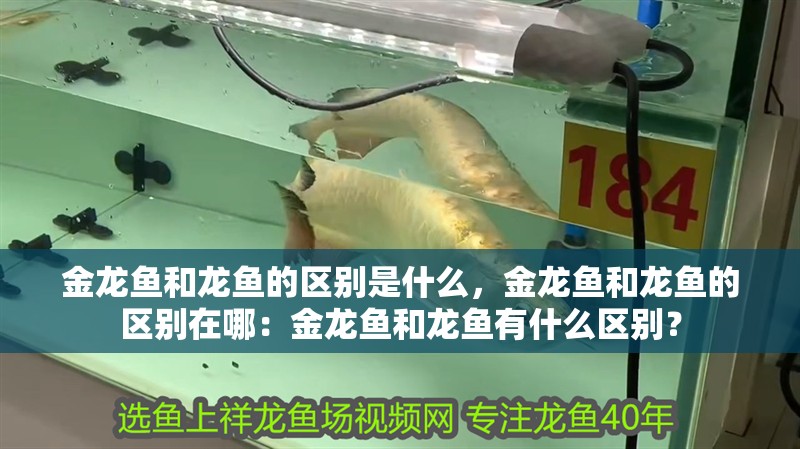 金龍魚和龍魚的區別是什么，金龍魚和龍魚的區別在哪：金龍魚和龍魚有什么區別？