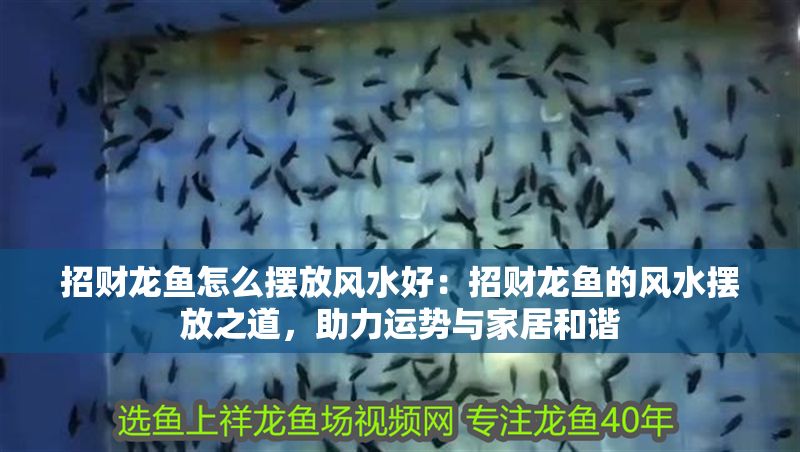 招財(cái)龍魚怎么擺放風(fēng)水好：招財(cái)龍魚的風(fēng)水?dāng)[放之道，助力運(yùn)勢(shì)與家居和諧
