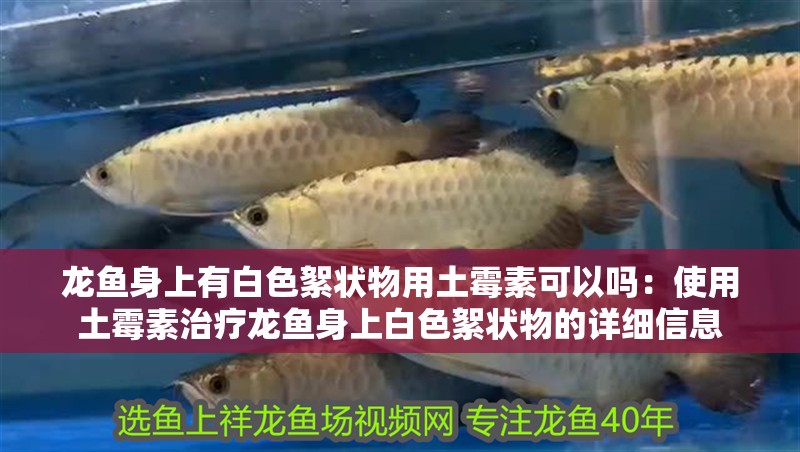 龍魚身上有白色絮狀物用土霉素可以嗎：使用土霉素治療龍魚身上白色絮狀物的詳細信息 龍魚身上有白色絮狀物用土霉素可以嗎：使用土霉素治療龍魚身上白色絮狀物的詳細信息 龍魚百科
