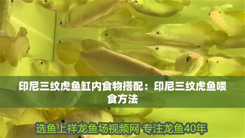 印尼三紋虎魚缸內(nèi)食物搭配：印尼三紋虎魚喂食方法