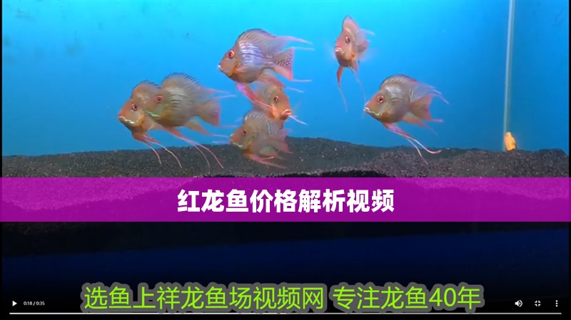 紅龍魚價格解析視頻