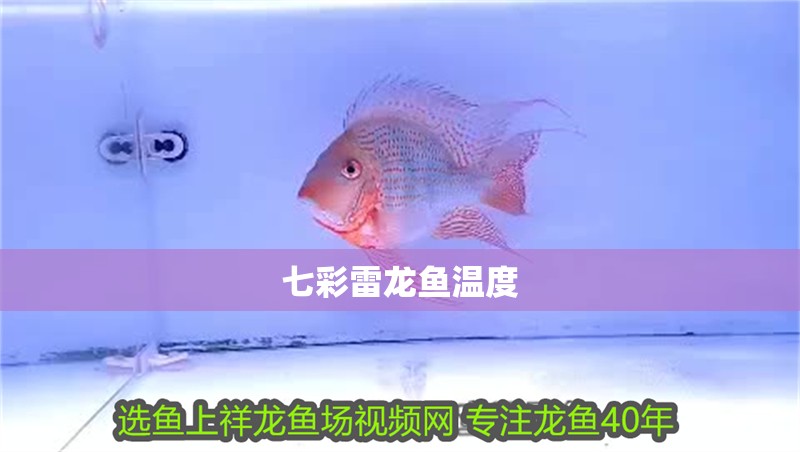 七彩雷龍魚溫度