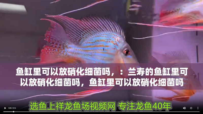 魚缸里可以放硝化細菌嗎，：蘭壽的魚缸里可以放硝化細菌嗎，魚缸里可以放硝化細菌嗎