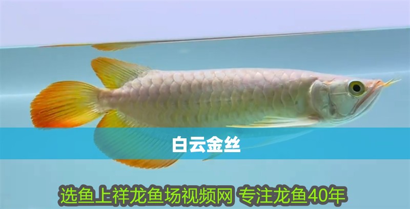 魚缸過濾器選購指南:自制魚缸過濾器魚缸上置過濾器對(duì)于養(yǎng)魚愛好者的必備知識(shí) 白云金絲 龍魚論壇 白云金絲 白云金絲 龍魚論壇