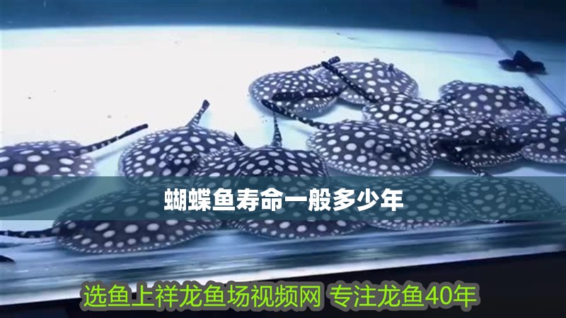 蝴蝶魚壽命一般多少年