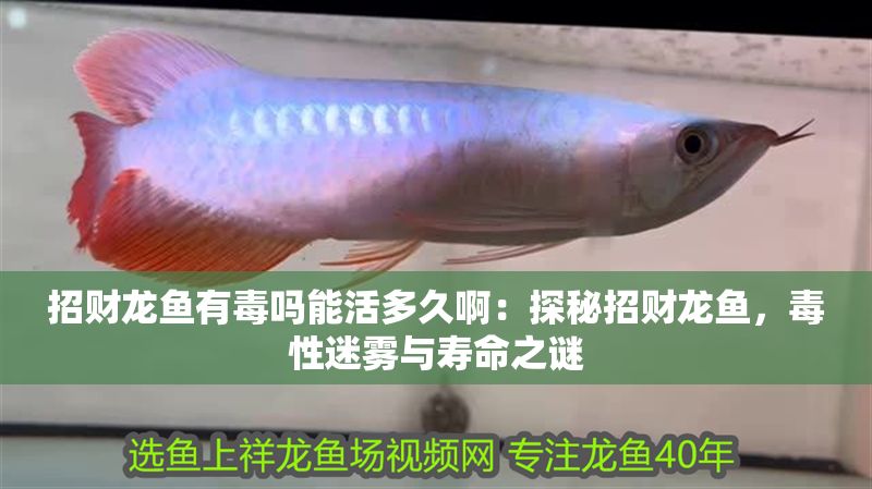 招財龍魚有毒嗎能活多久啊：探秘招財龍魚，毒性迷霧與壽命之謎 招財龍魚有毒嗎能活多久啊：探秘招財龍魚，毒性迷霧與壽命之謎 龍魚百科 第1張
